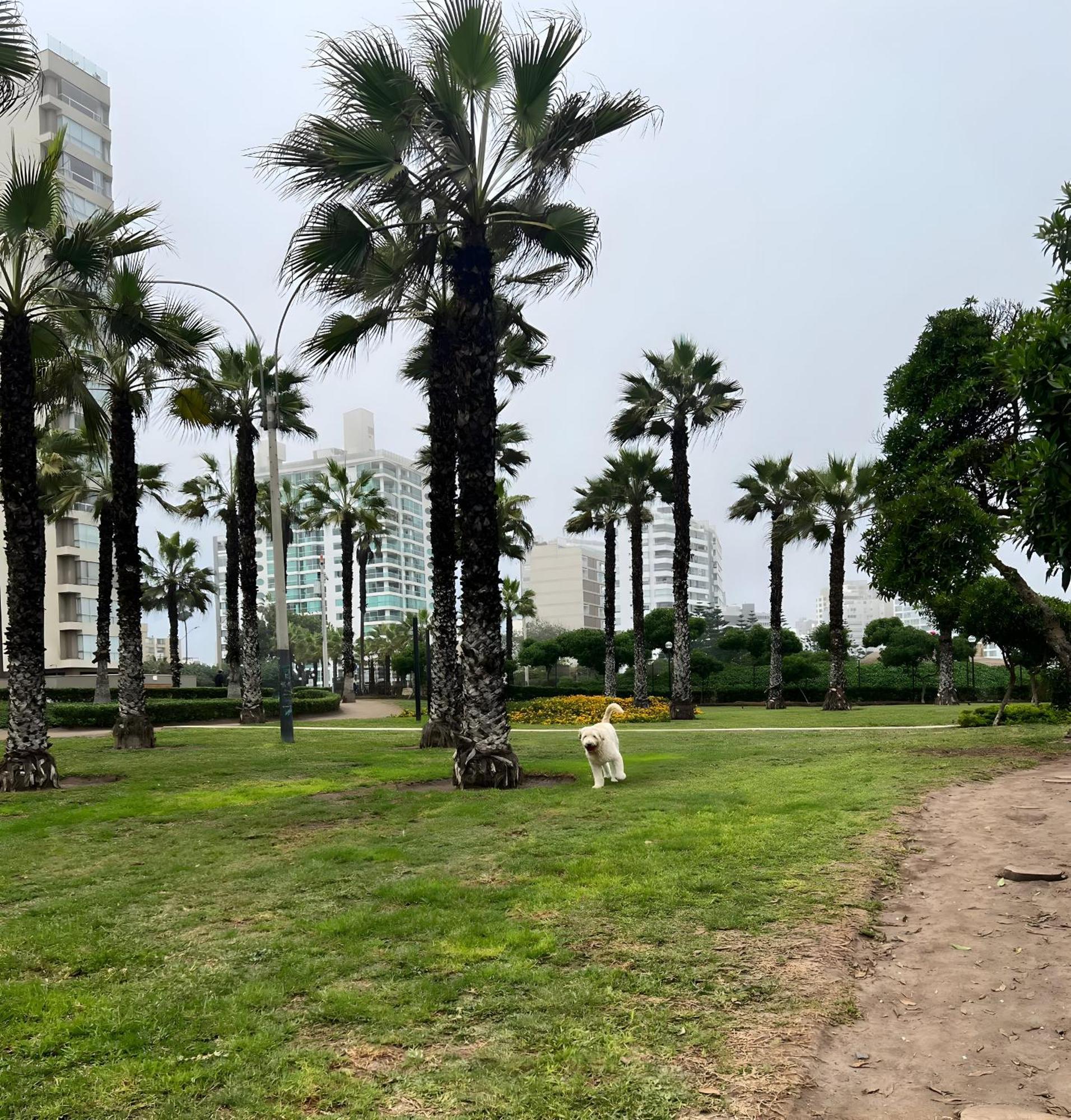 Modern 1Br Loft Close To The Seawalk Of Miraflores Lima Buitenkant foto